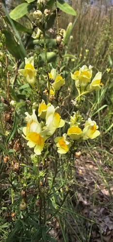 common toadflax