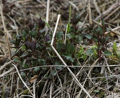 Urtica platyphylla