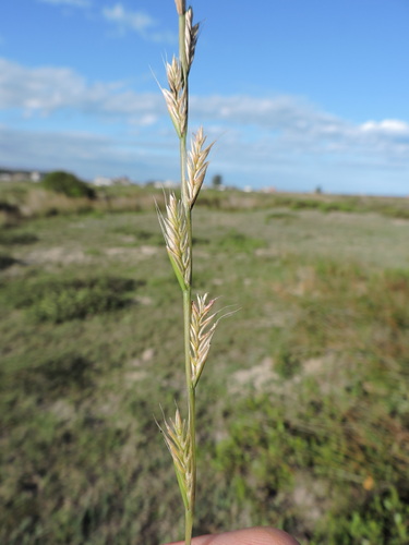 Lolium multiflorum, photograph 1