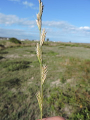 Lolium multiflorum