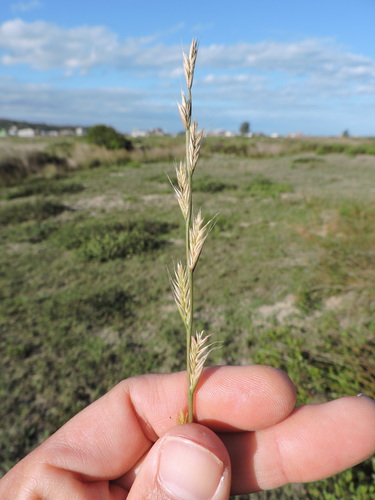 Lolium multiflorum, photograph 2