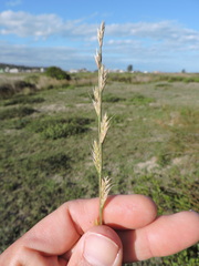 Lolium multiflorum, photograph (c) Fabrício Mil Homens Riella, some rights reserved (CC BY)