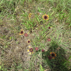 Gaillardia aestivalis