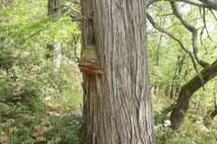 Pyrofomes demidoffii