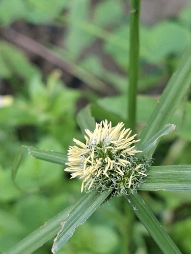 Cyperus aromaticus observed 2026-09-16