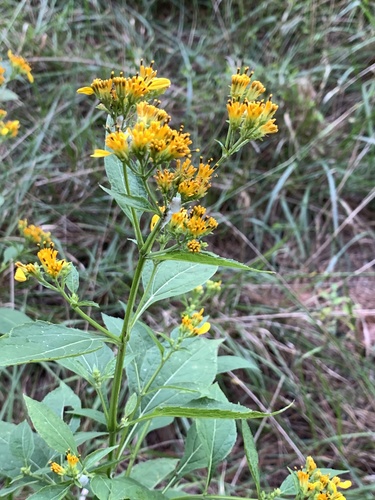 Yellow Crownbeard