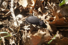 Carabus scabrosus tauricus