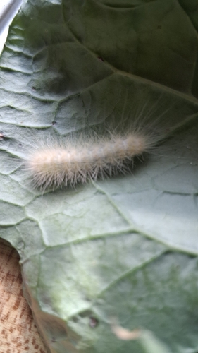 Virginian Tiger Moth