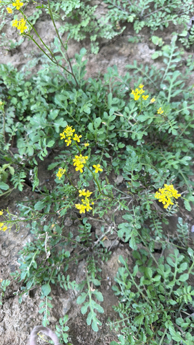Creeping Yellowcress