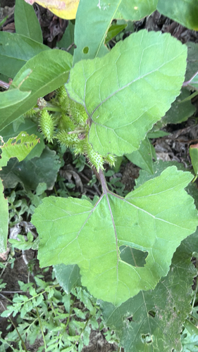 rough cocklebur