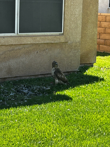 Red-tailed Hawk