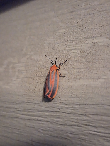 Scarlet-winged Lichen Moth
