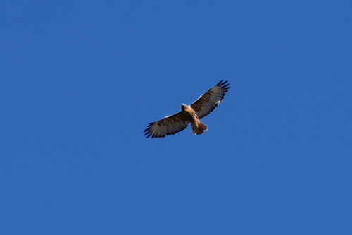 Red-tailed Hawk