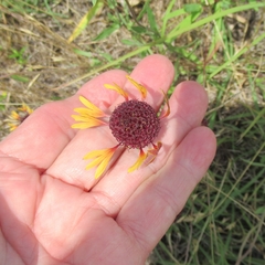 Gaillardia aestivalis