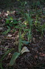 Himantoglossum caprinum