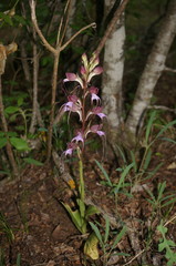 Himantoglossum comperianum