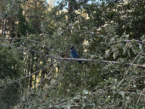 iNaturalist observation photo of Steller's Jay