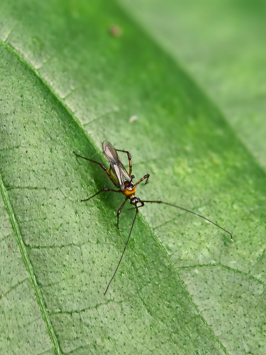 Tea mosquito bug