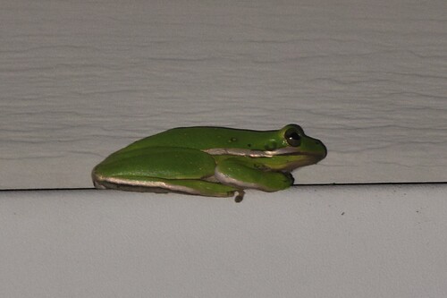 Green Treefrog