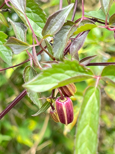 Clematis lasiandra, 2026-09-11