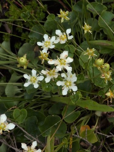 Parnassia fimbriata, photograph 3