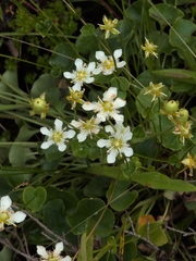 (c) Nick T., some rights reserved (CC BY-SA) Parnassia fimbriata, photograph (c) Nick T., some rights reserved (CC BY-SA)