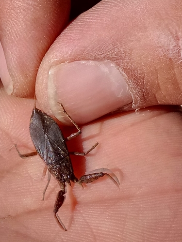 Water scorpion
