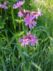 Silene dioica