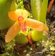 Maxillaria acutifolia