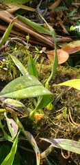 Maxillaria acutifolia