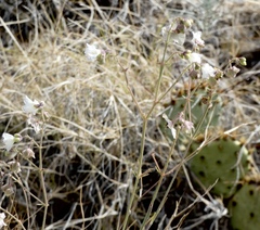 Mirabilis linearis
