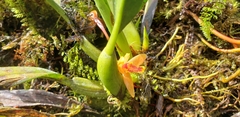 Maxillaria acutifolia