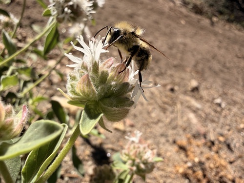 iNaturalist observation photo of Bumble Bees