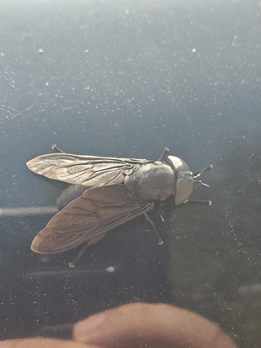 Black Horse Fly