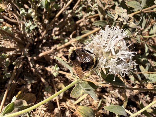 iNaturalist observation photo of Bumble Bees