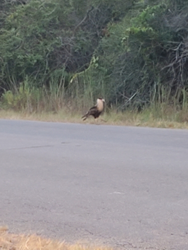 Crested Caracara