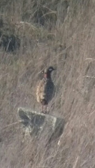 Francolinus francolinus