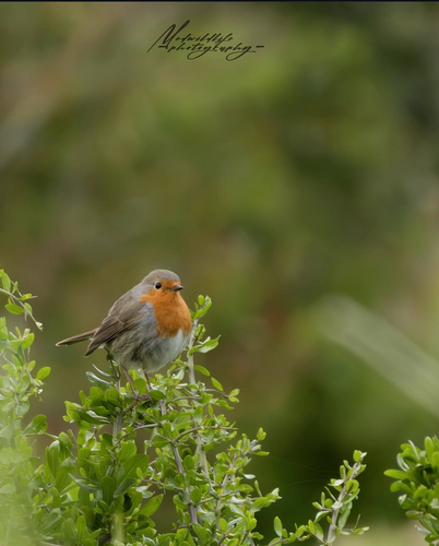 European Robin