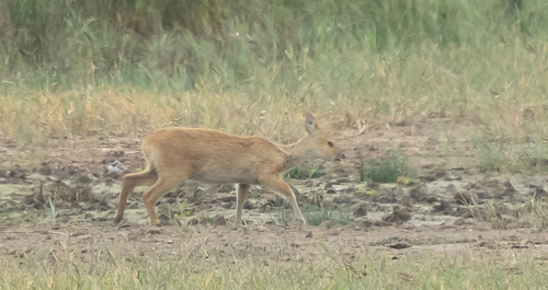 Water Deer