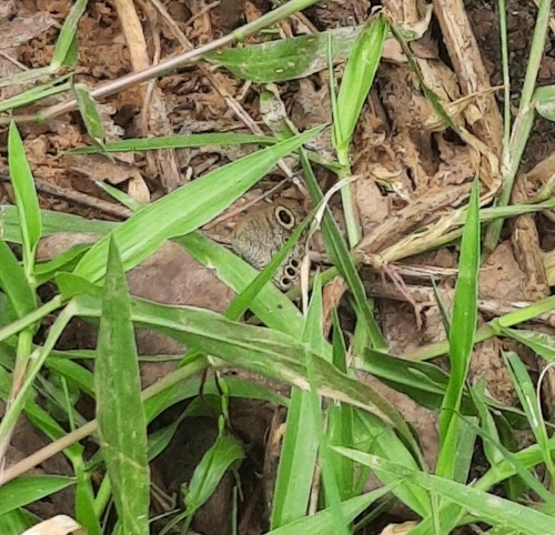 Common Four-ring