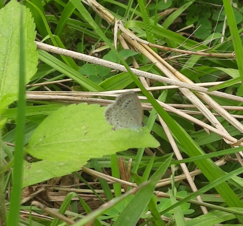 Pale Grass Blue