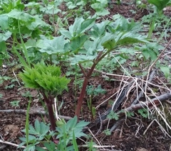 Angelica ursina