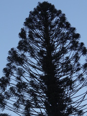 Araucaria