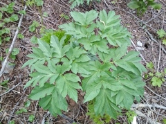 Angelica ursina