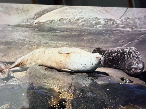 Harbor Seal