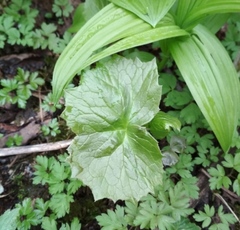 Parasenecio kamtschaticus