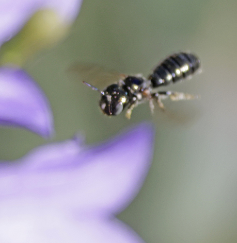 Ceratina neomexicana