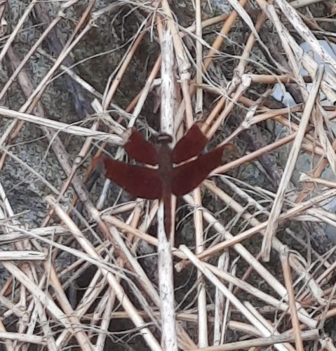 Russet Percher