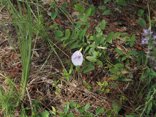 Clitoria mariana, photograph 4