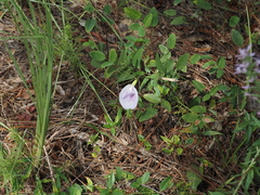 Clitoria mariana, photograph (c) carter, some rights reserved (CC BY)
